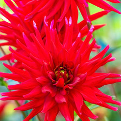 3 Dahlias cactus nain Red Pigmy - Bakker