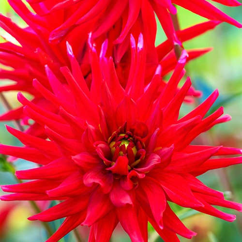 3 Dahlias cactus nain Red Pigmy - Dahlia Red Pigmy - Bakker