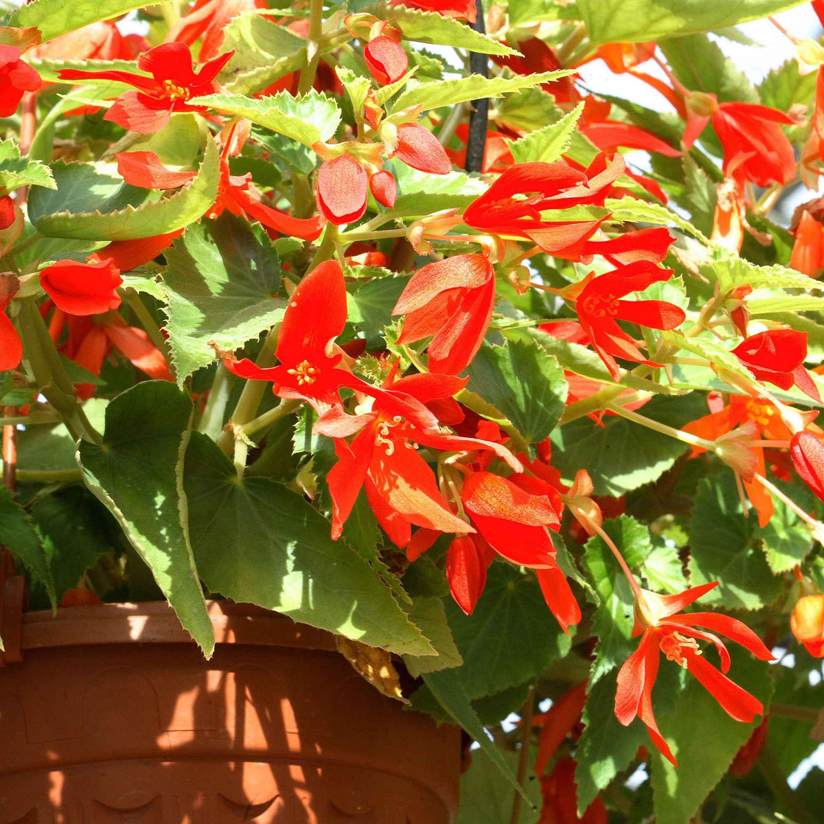 2 Bégonias Tanaïs - Bakker
