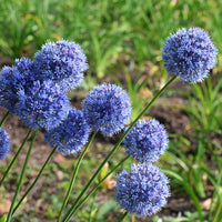 Bakker - 20 Alliums bleus - Allium azureum - Bulbes à fleurs