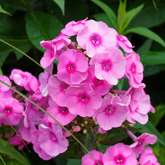 3 Phlox paniculé rose vif - Bakker
