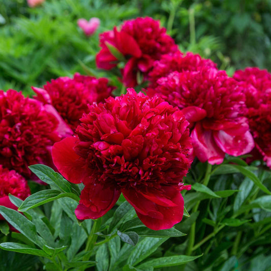 Pivoine Red Charm - Bakker