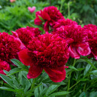 Paeonia lactiflora x Sorbet, Immaculée, Red Charm - Mélange de 3 pivoines : Immaculée, Sorbet, Red Charm - Plantes vivaces