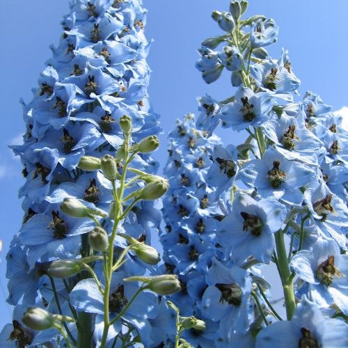 Delphinium ciel bleu - 5 Delphiniums Ciel Bleu - Delphinium