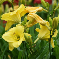 3 Hémérocalles jaune et parfumée - Hemerocallis fragrant returns - Bakker