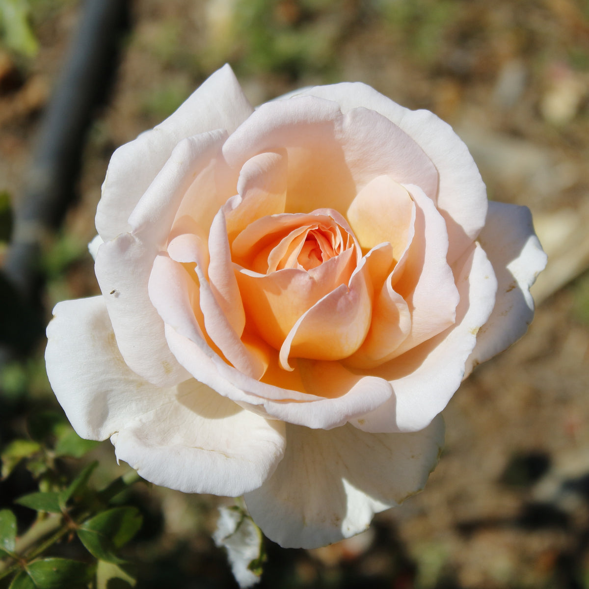 Rosier buisson Malaga ® - Bakker
