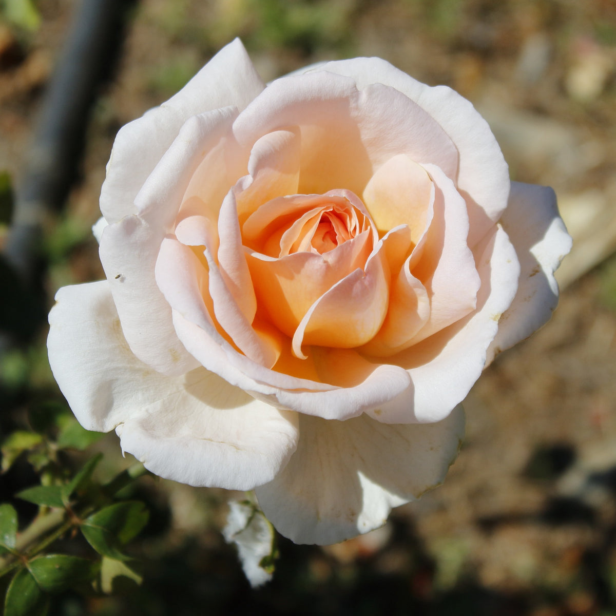 Rosiers - racines nues - Collection de 7 Rosiers buissons - Rosa Osiria, Malaga, Blue moon, La magie du Parfum, Whisky, Famosa, Double Delight