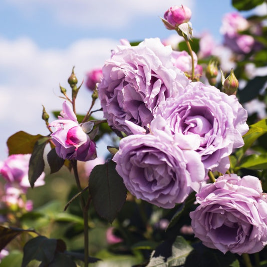 Rosier grimpant Indigoletta - Bakker