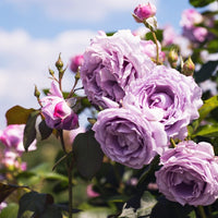 Collection de 3 Rosiers grimpants : Métanoïa, Musimara, Indigoletta - Rosa 'métanoia', 'musimara', 'indigoletta' - Bakker
