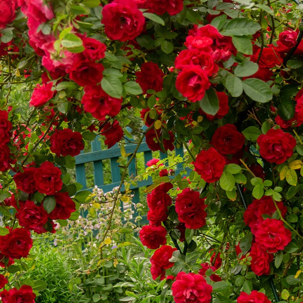 Rosiers grimpants - Rosier grimpant Musimara - Rosa Musimara