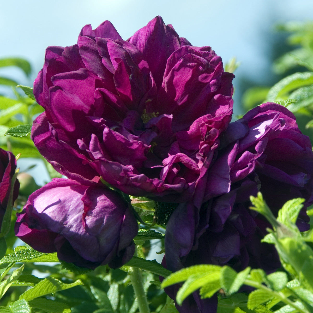 Rosa rugosa Hansa - Rosier botanique Hansa - Rosiers - racines nues