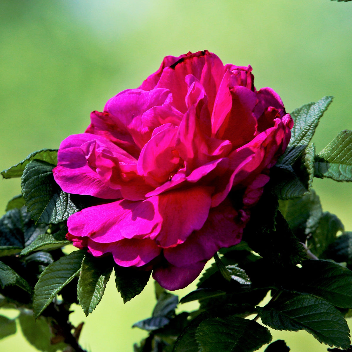 Rosiers - racines nues - Rosier botanique Hansa - Rosa rugosa Hansa