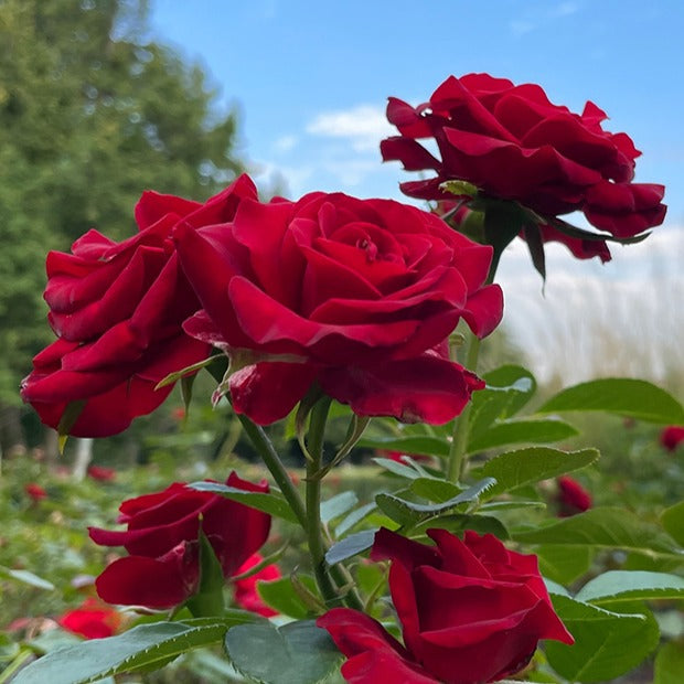 Collection de Rosiers sans entretien - Bakker.com | France