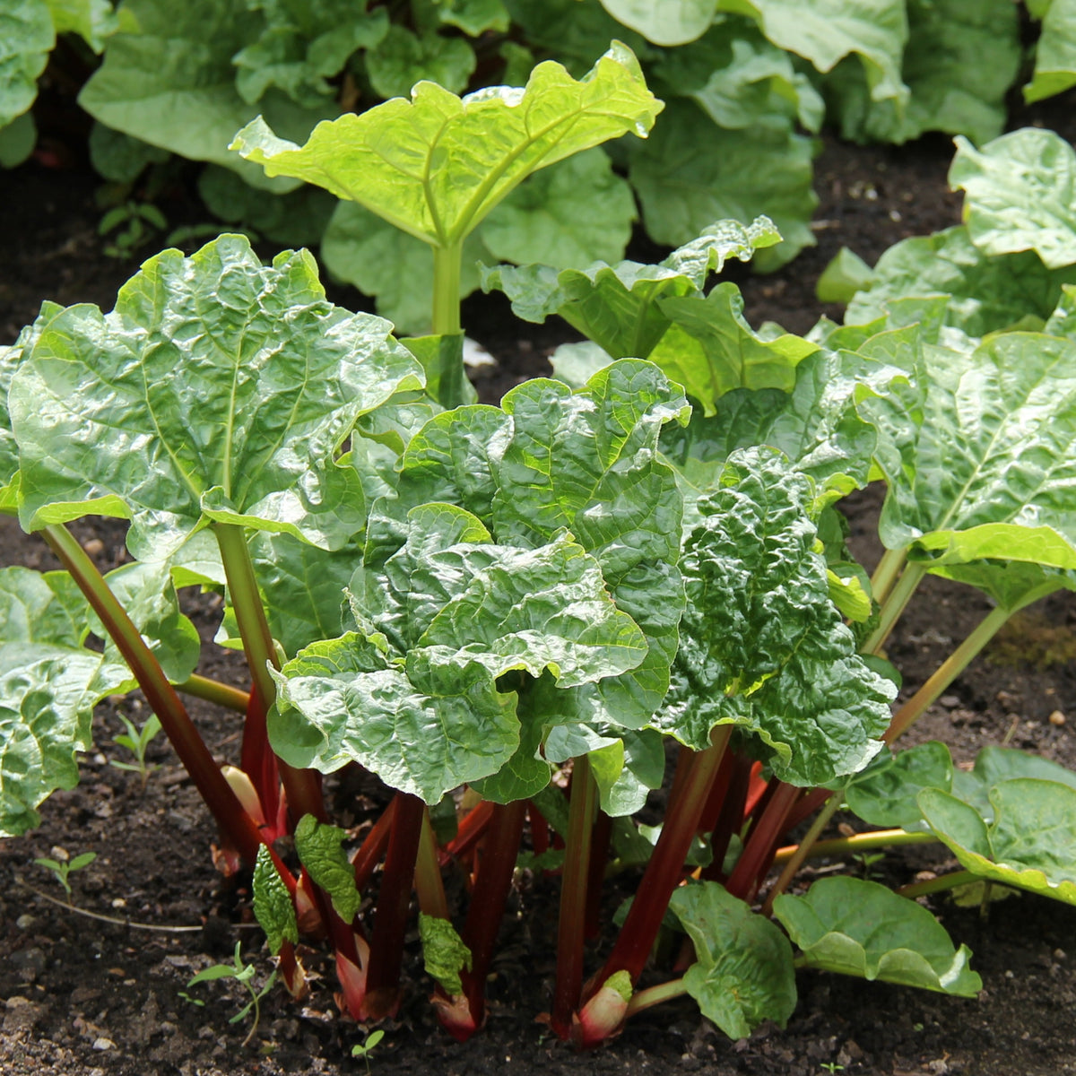 Bakker - Rhubarbes - Rheum rhabarbarum