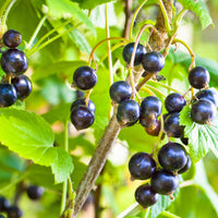 Bakker - Cassissier à gros fruits Andega - Ribes nigrum 'andega'