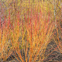 Cornouiller fluo Winter Flame - Bakker.com | France