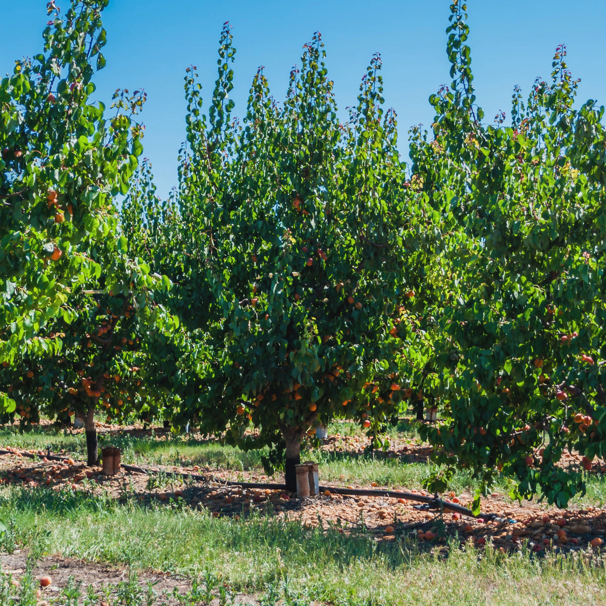 Abricotiers - Abricotier Polonais - Prunus armeniaca Polonais