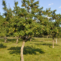 Prunier Mirabelle de Nancy - Prunus domestica mirabelle de nancy - Arbres fruitiers