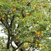 Prunier Mirabelle de Nancy - Prunus domestica mirabelle de nancy - Pruniers