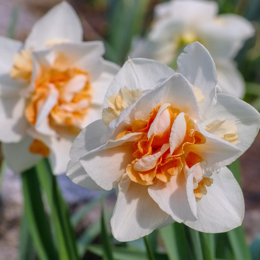 Bakker - 10 Narcisses à fleurs doubles Replete - Narcissus replete - Bulbes à fleurs