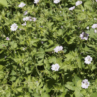 9 Géraniums vivaces en mélange - Geranium oxonianum katharine adèle , himalayense, - Bakker