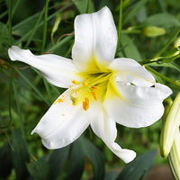 3 Lis Trompette royal blanc