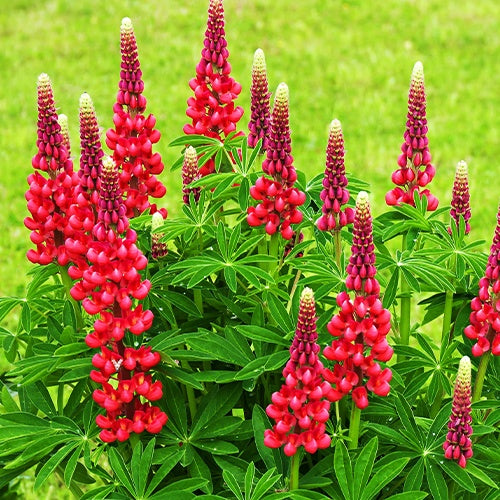 Lupin - 3 Lupins rouges - Lupinus russell red