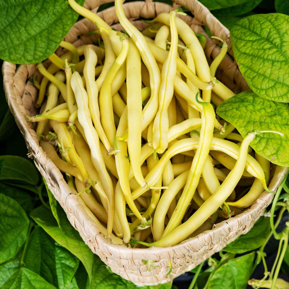 Haricot beurre nain Kinghorn wax (Roi des Beurres) 100 g - Phaseolus vulgaris kinghorn wax - Bakker