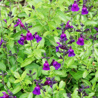 Bakker - Sauge Violette de Loire ® - Salvia jamensis Violette de Loire ® Barsal