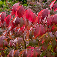 Fusain ailé - Euonymus alatus - Bakker