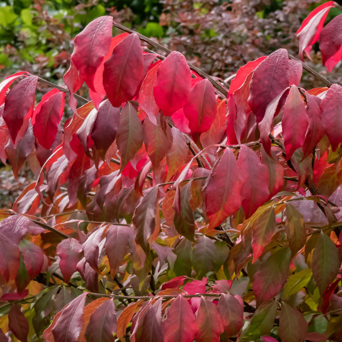 Fusain ailé - Euonymus alatus - Bakker