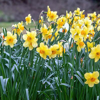 Bakker - 10 Narcisses Fortune - Narcissus fortune - Bulbes de printemps