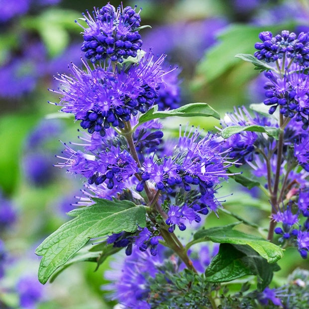 Caryopteris Oiseau bleu - Bakker