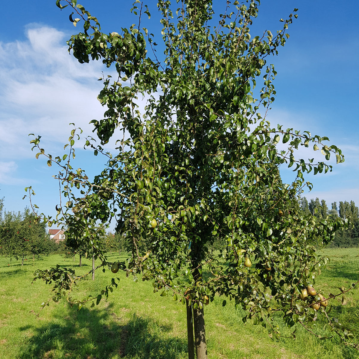 Pyrus communis Beurré Hardy - Poirier Beurré Hardy - Poiriers