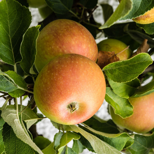 Pommier Cox's Orange - Bakker