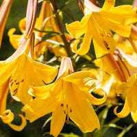 Bakker - 3 Lis Trompette Splendeur dorée - Lilium golden splendour - Bulbes à fleurs