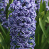 Bakker - 5 Jacinthes Rembrandt ® - Hyacinthus orientalis rembrandt ® - Bulbes de printemps