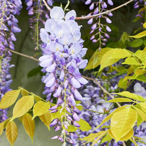 Glycine bleue sur tige - Bakker