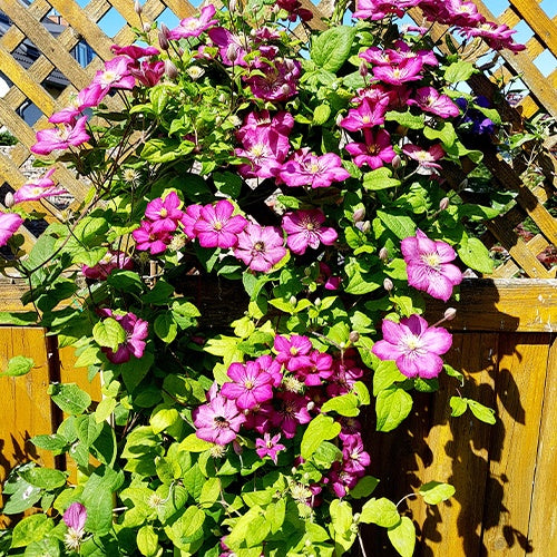 Clématite Ville de Lyon - Bakker