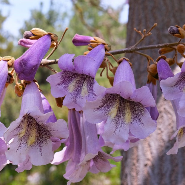 L'Arbre impérial- Paulownia - Paulownia - Bakker