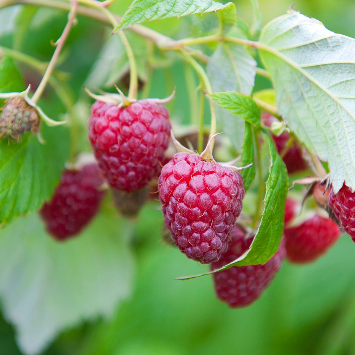 Collection de  Framboisiers : Marastar,Fallgold, Sumo - Rubus idaeus Marastar ®, Sumo 2, Fallgold - Bakker