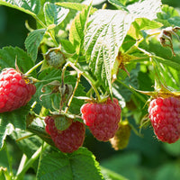 2 Framboisiers remontants Marastar ® cov MA29-20 - Rubus idaeus marastar ® cov ma29-20 - Fruitiers