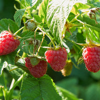 Collection de 6 Framboisiers : Sumo 2, FallGold, Marastar - Rubus idaeus marastar ®, sumo 2, fallgold - Bakker