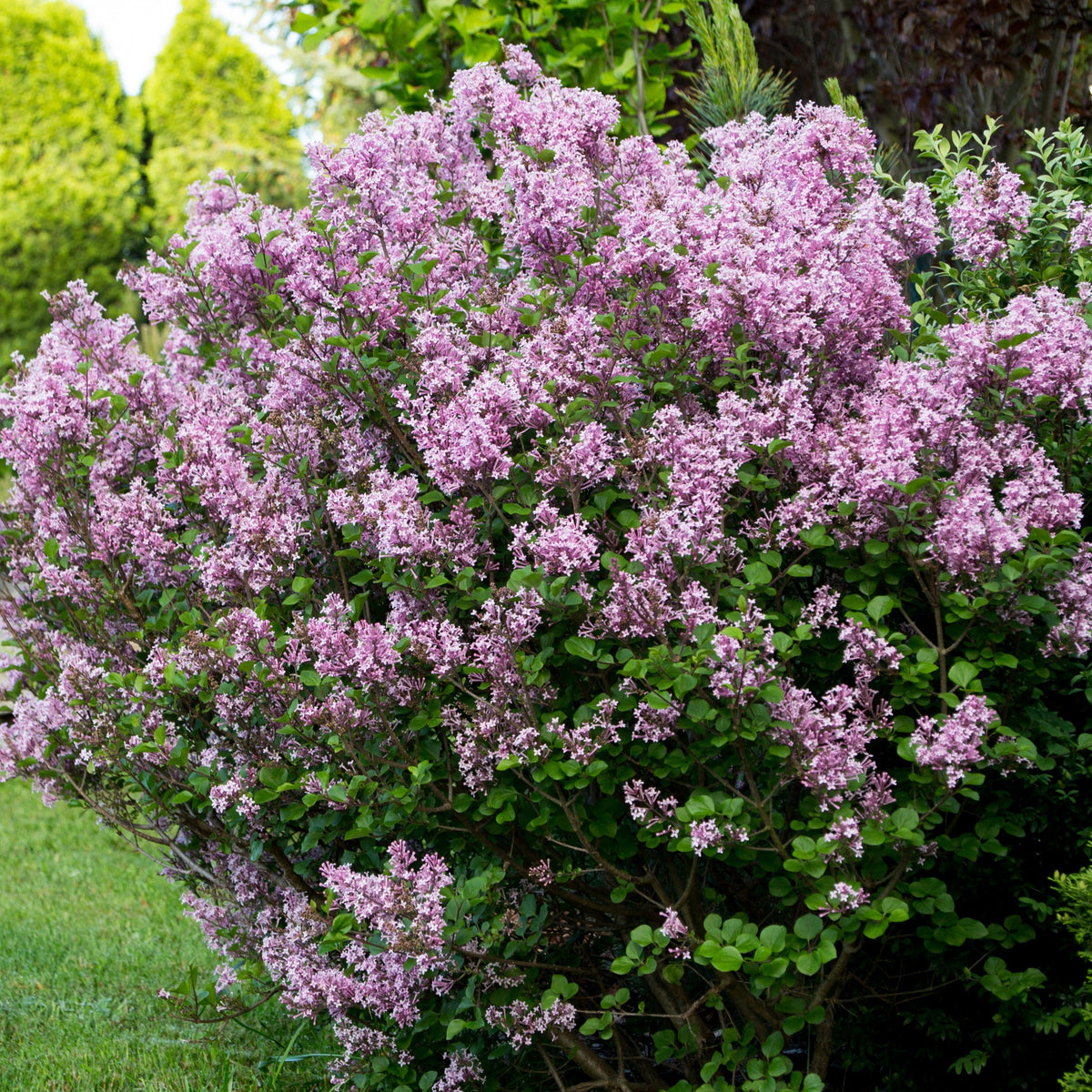 Lilas Prince Charmant - Bakker