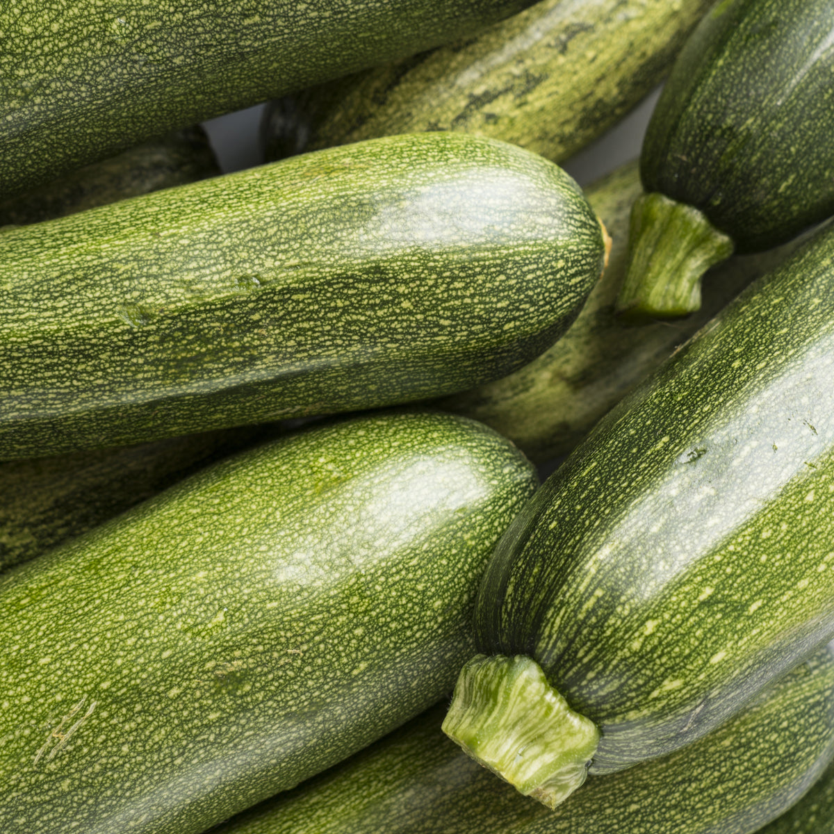 Plant Courgette Tarmino F1 - Cucurbita pepo Tarmino F1 - Bakker