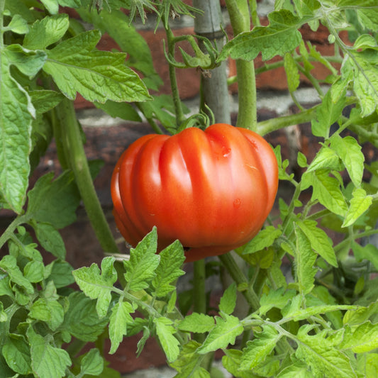 Plant Tomate Coeur de Boeuf - Bakker.com | France