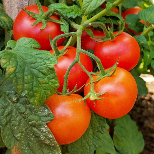 Plant Tomate Grappe Premio F1 - Bakker