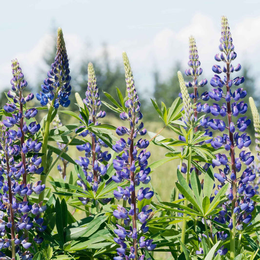 3 Lupins bleus - Bakker.com | France