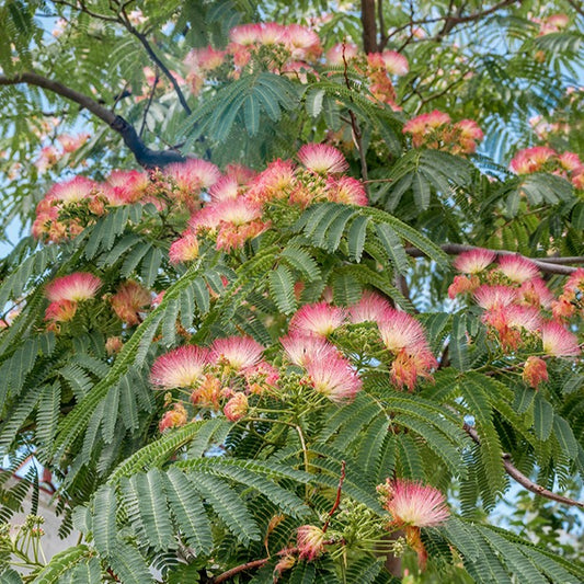 Bakker - Arbre à soie rose - Albizia julibrissin rosea - Arbustes et vivaces