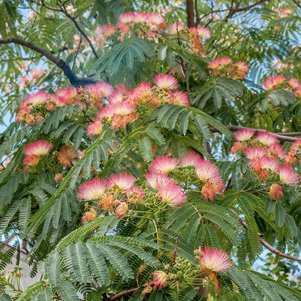 Arbre à soie - Albizia